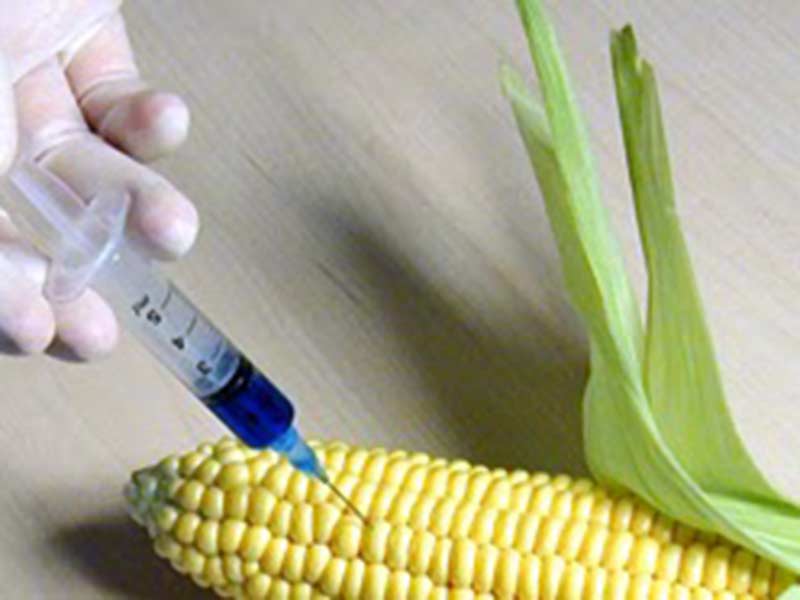A kormány mindent megtesz a génmódosított kukorica termesztése ellen